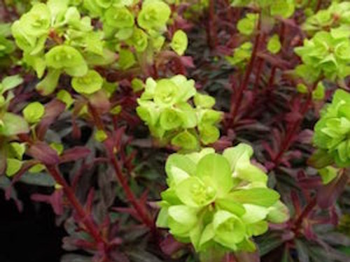 Euphorbia amydal. ‘Purpurea’ (Wood spurge) 1