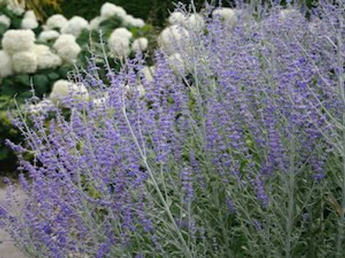 Perovskia ‘Blue Spire’ (Russian sage) 2