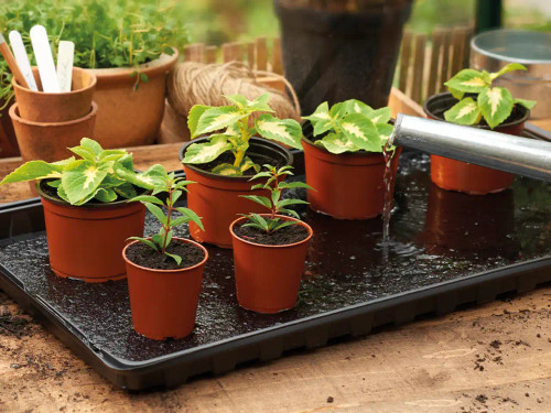 Watering Tray