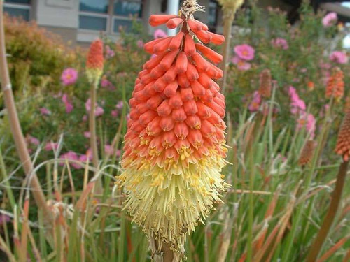 Kniphofia uop Flamenco 1