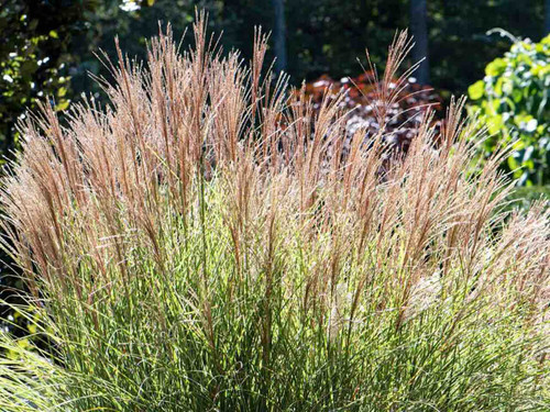 Miscanthus Morning Light 1