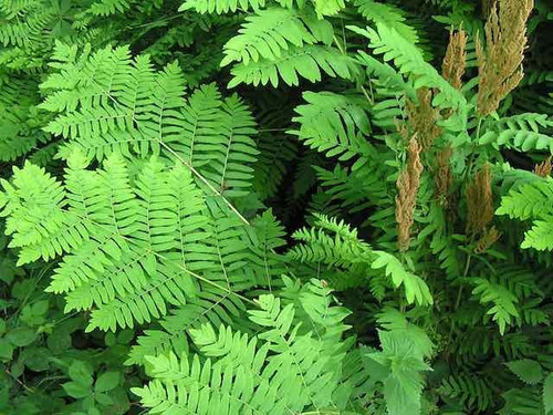 Osmunda regalis ‘Purpurascens’ (Royal fern) 1