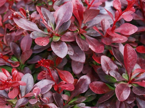 Red berberis bare root hedging packs for coastal and exposed sites