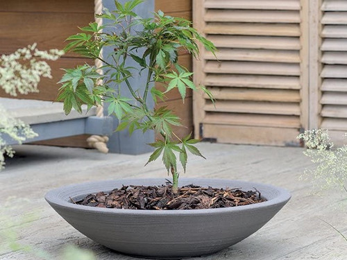 The Stewarts Varese low bowl planter with plant