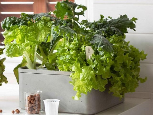 The large Keter farm box planter with vegetables