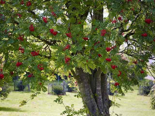 Rowan/Mountain Ash - Sorbus aucuparia 1