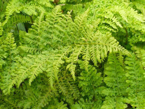 Dryopteris dilatata 'Crispa Whiteside' ornamental garden fern