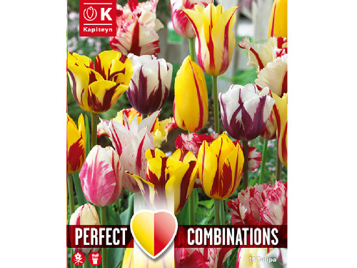 Fireworks blend of tulip bulbs for spring flowering