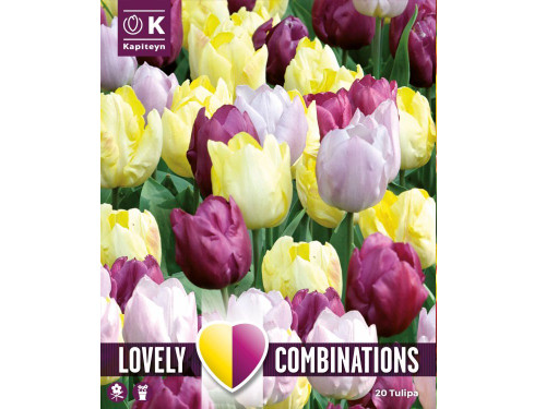 yellow, purple, and lilac tulip bulbs