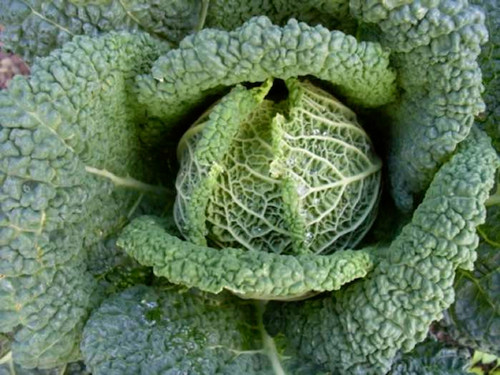 Winter savoy cabbage vertus