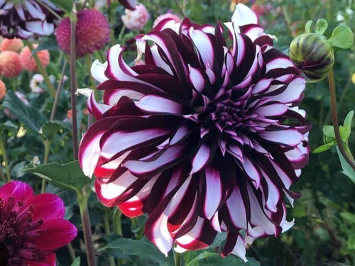 Dahlia Tartan decorative dahlia tubers