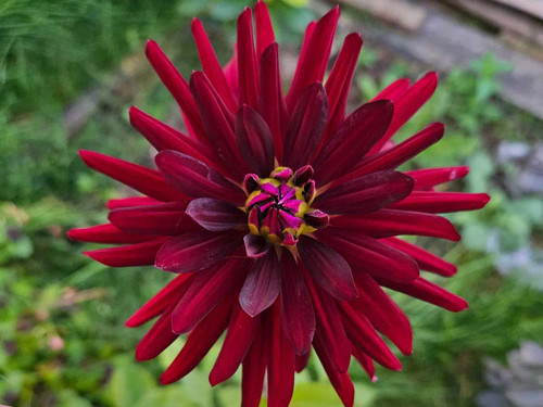 Cactus Dahlia Chat Noir