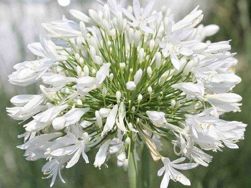 Agapanthus Albus - African Lily