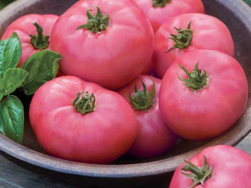 Pink Beefsteak Tomato 'Berner Rose' seeds
