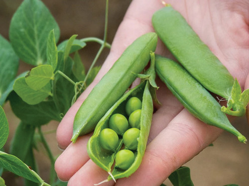 Green garden pea pods with round peas, Kelvedon Wonder variety