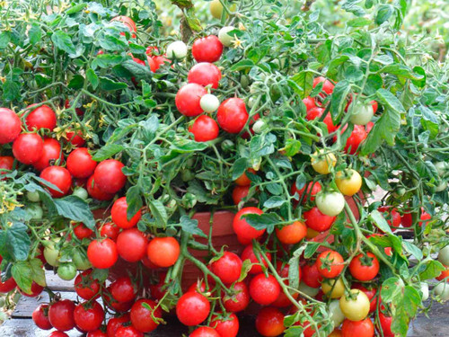 Compact bush tomato plant with clusters of red cherry tomatoes, Maskotka variety