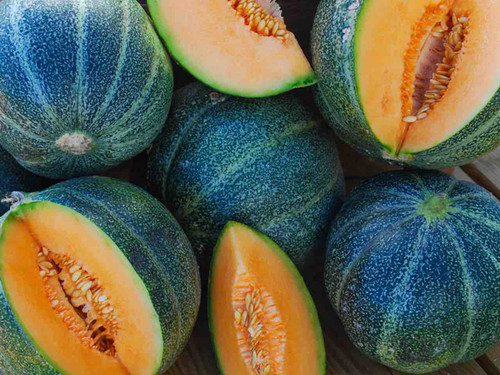 Melon 'Petit Gris de Rennes' seeds