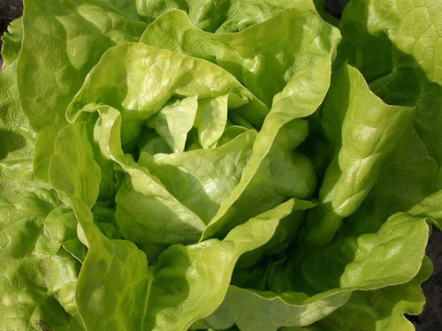 Lettuce 'Butter Green Serpico' seeds