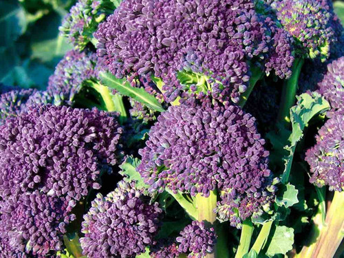 Santee  variety of Purple sprouting broccoli plants