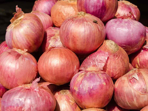 Breton Onion 'Rose de Roscoff'