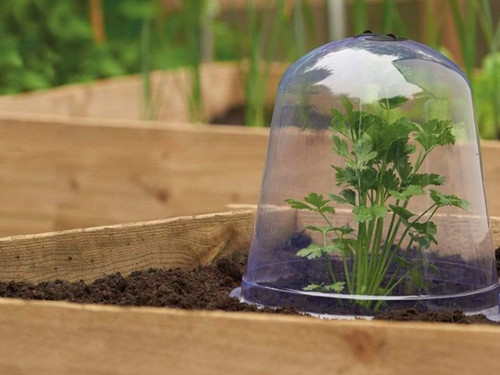 protective cloche