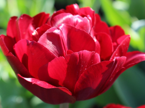 Double late tulip salcido bulbs