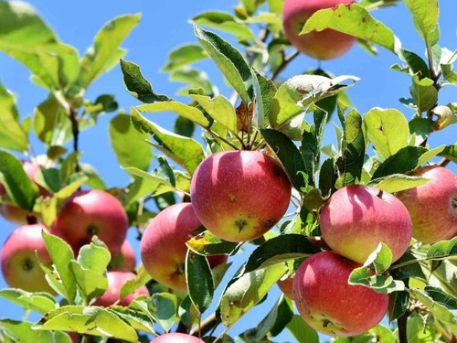 Dabinett variety of cider pples on tree