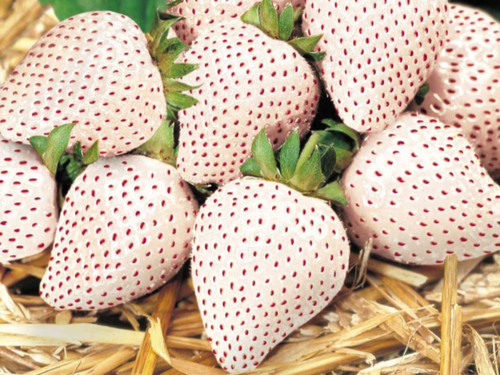 pile of white dream strawberries