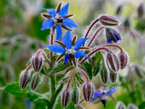 Borage (Officinalis) with blue star shaped flowers