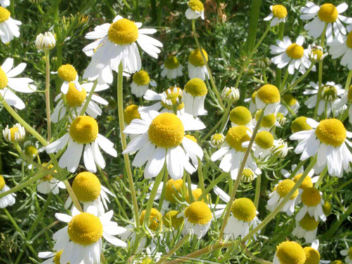 Chamomile (Nobile) with daisy like flowers