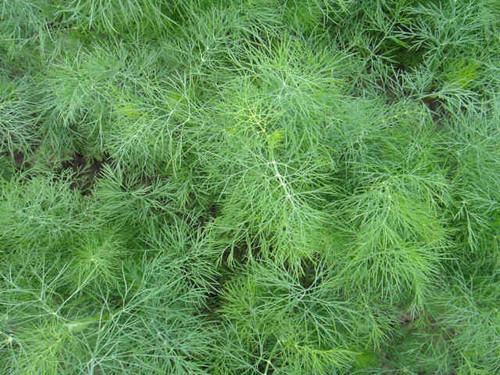 Dill (Anethum) with feathery green leaves