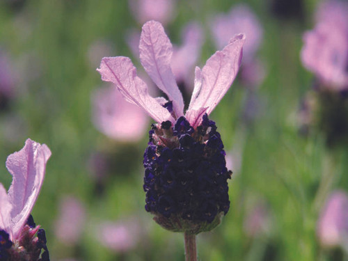 French Fat head lavender with large purple flower head and soft pink butterfly flowers