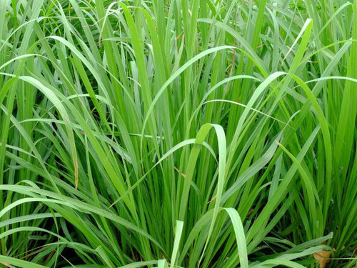 Lemon grass