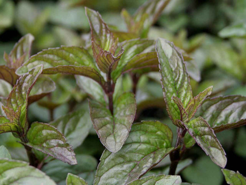 Mint 'chocolate' plant with dark green leaves and red edges and veins