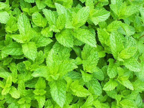 Mint Moroccan plant with bright green mint leaves