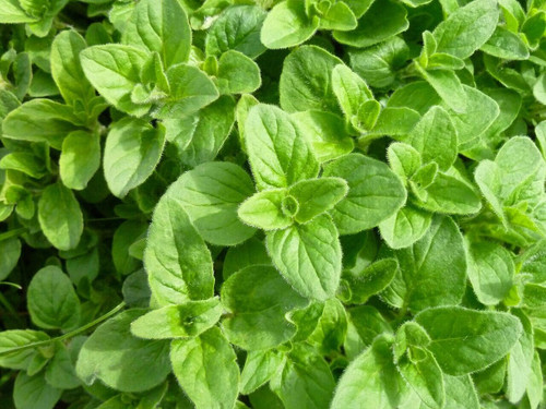 Common oregano