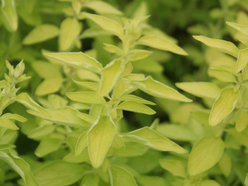 Golden oregano