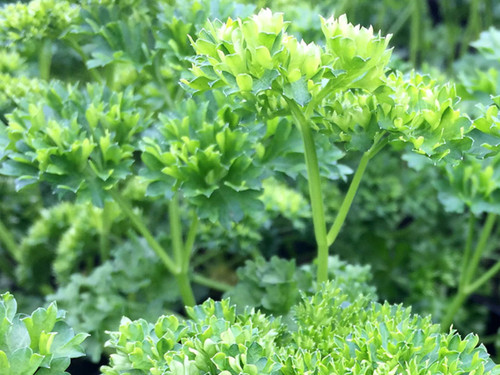Curly Parsley