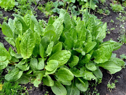 Sorrel Rumex