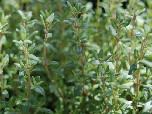 common thyme plant with leaves on long stems
