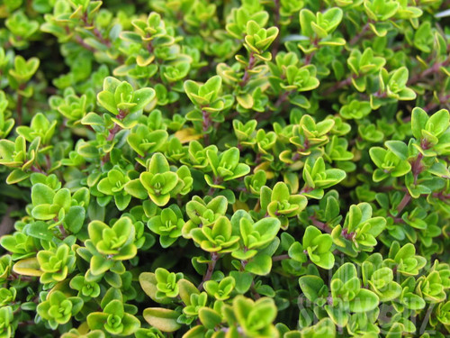 Golden King Thymus leaves