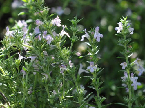 winter savoury with its white flowers