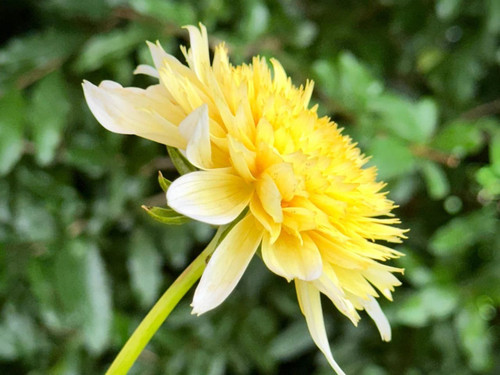 Freya's Paso Doble Dahlia