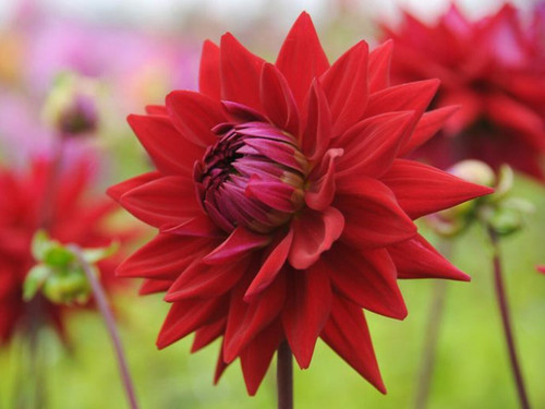 Witteman's Best Dahlia