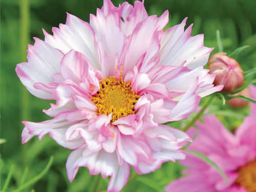 Cosmos double click bi-colour pink