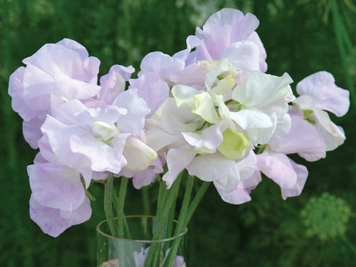 Sweet pea spencer arthur hellyr