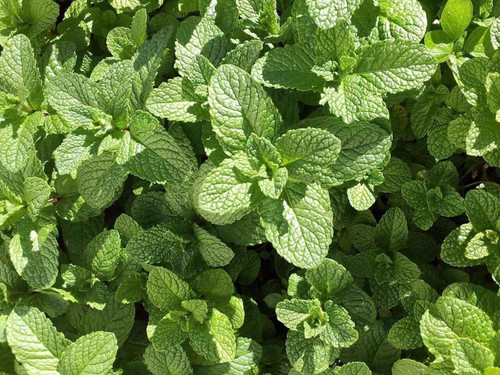 Mint 'Mojito' herb plant with large spearmint-like leaves