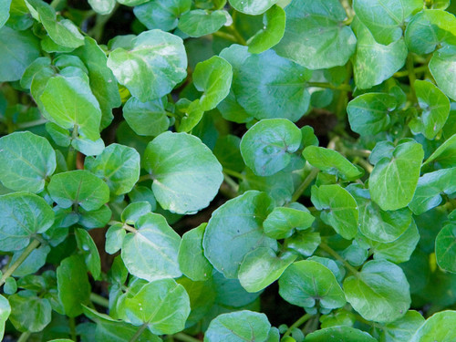Water cress rounded green leaves