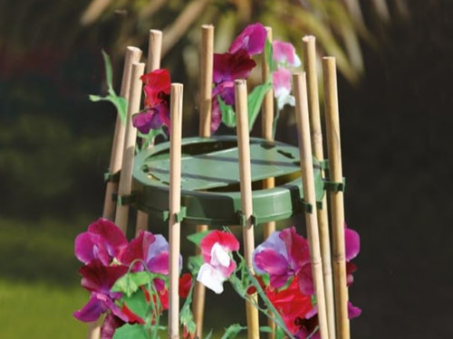 Bean ring with bamboo canes