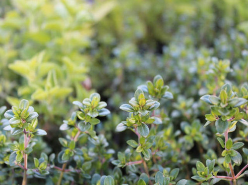 Healthy young herb plants growing